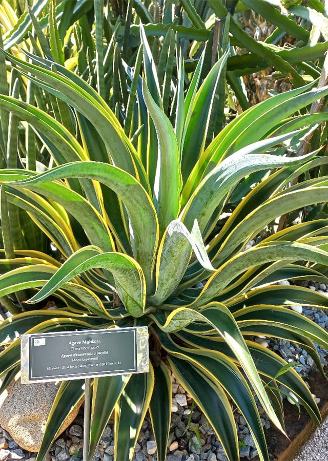 Penyebaran Agave Mahkota