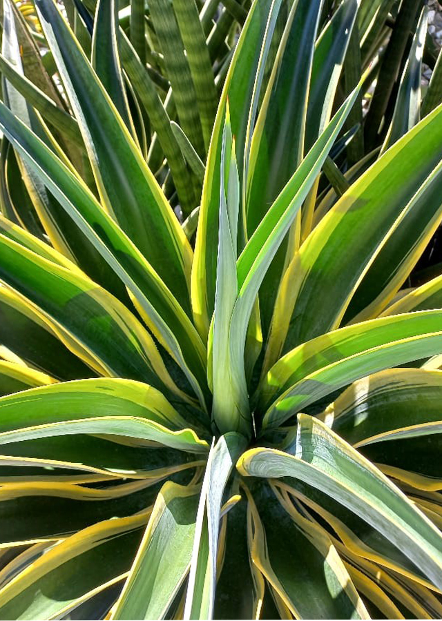 Penyebaran Agave Mahkota