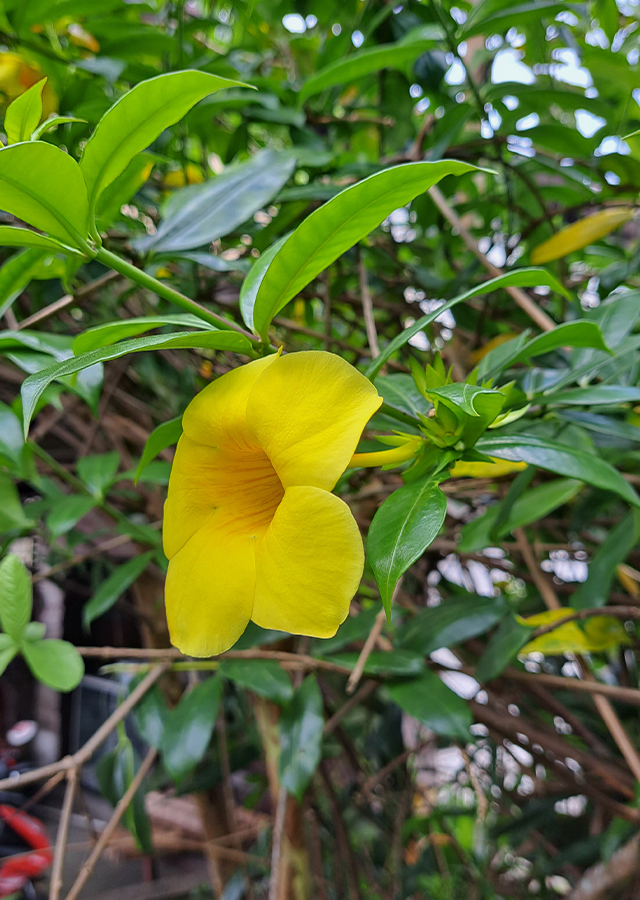 Penyebaran Alamanda Buah