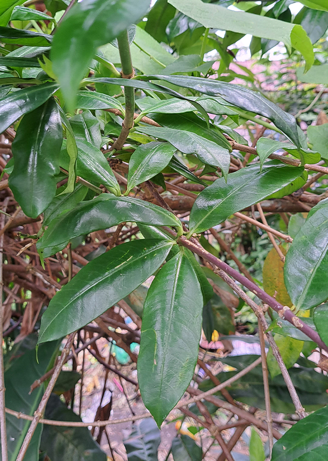 Penyebaran Alamanda Buah