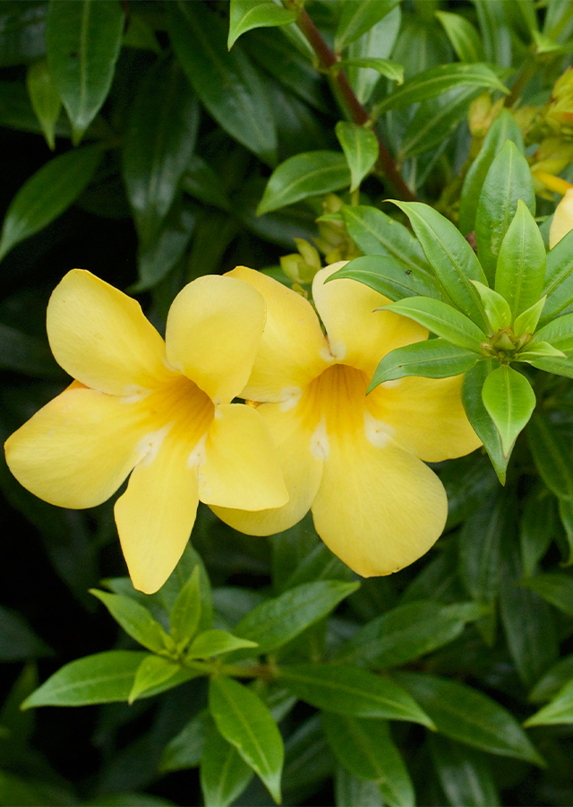 Penyebaran Alamanda