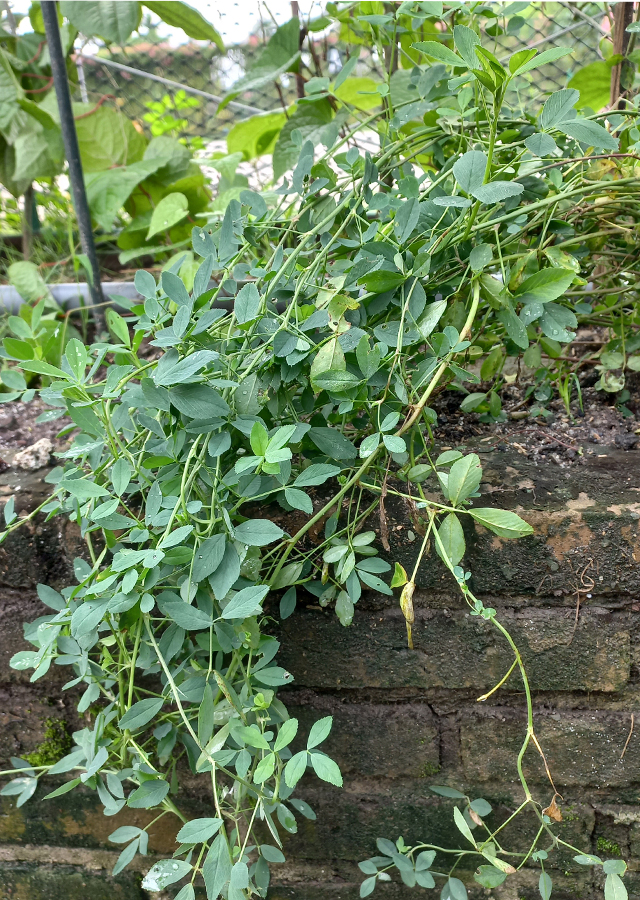 Penyebaran Alfalfa