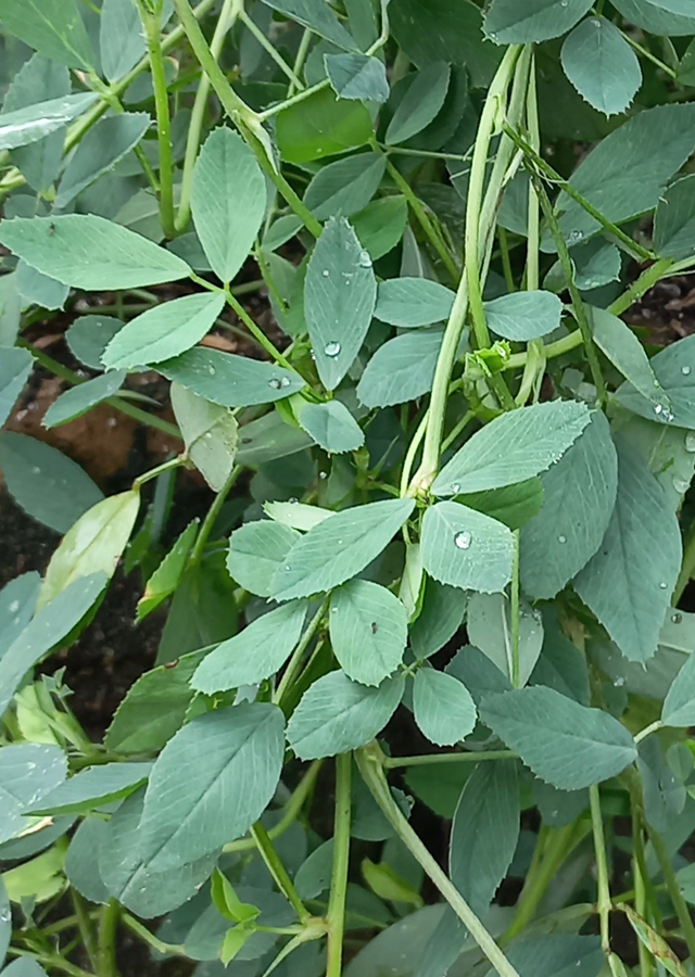 Penyebaran Alfalfa