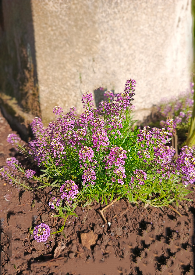 Penyebaran Alyssum