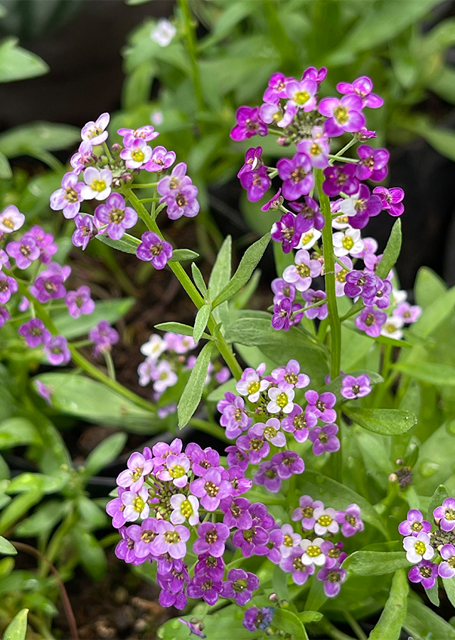 Penyebaran Alyssum