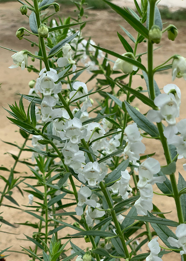 Penyebaran Angelonia Lavender Palsu