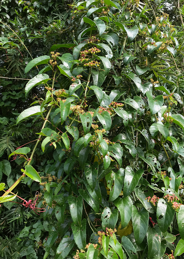 Penyebaran Anggur Hutan