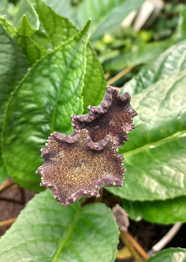 Penyebaran Anthurium Tusuk Konde Hitam