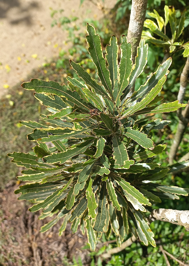 Penyebaran Aralia Laba-Laba