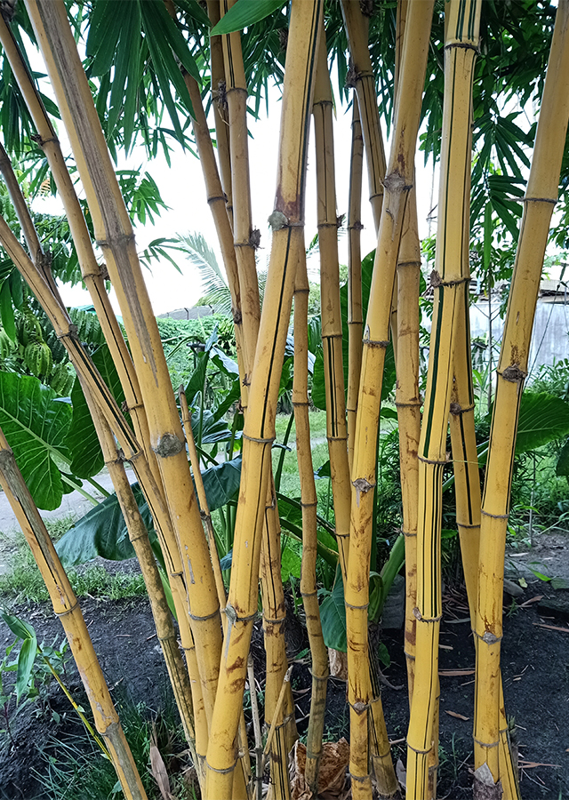 Penyebaran Bambu Kuning