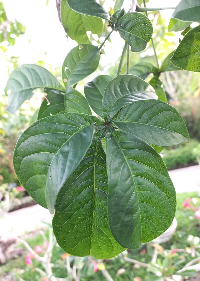 Penyebaran Baobab