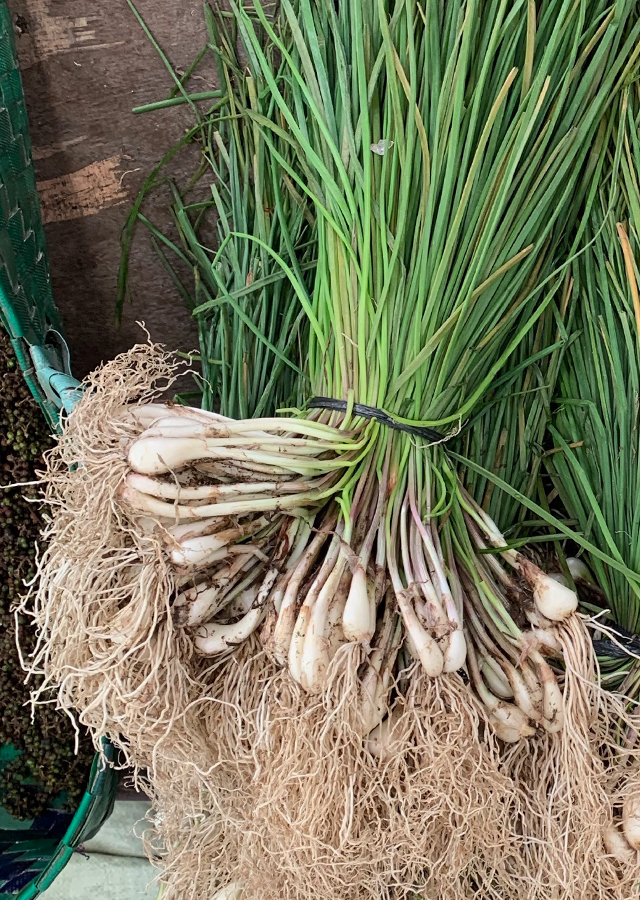 Penyebaran Bawang Batak