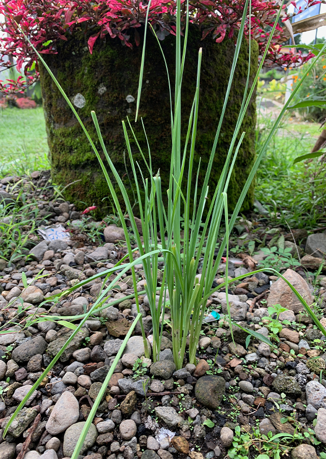 Penyebaran Bawang Putih