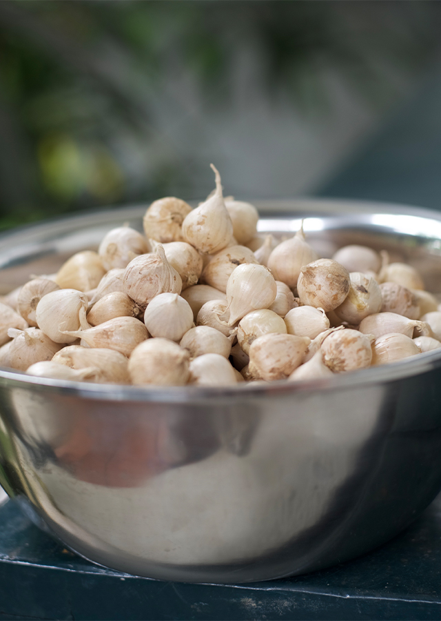 Penyebaran Bawang Putih