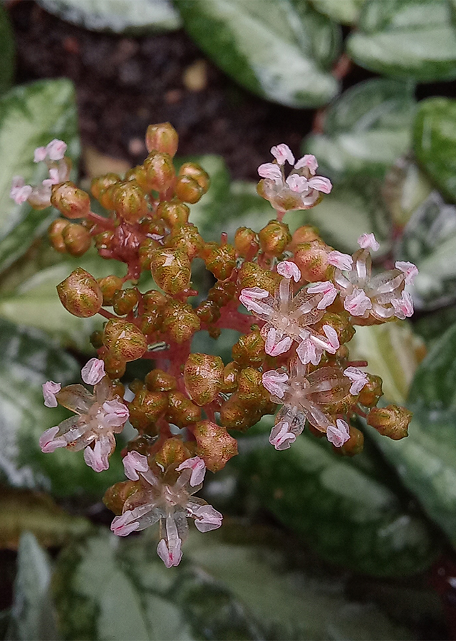 Penyebaran Begonia Watermelon