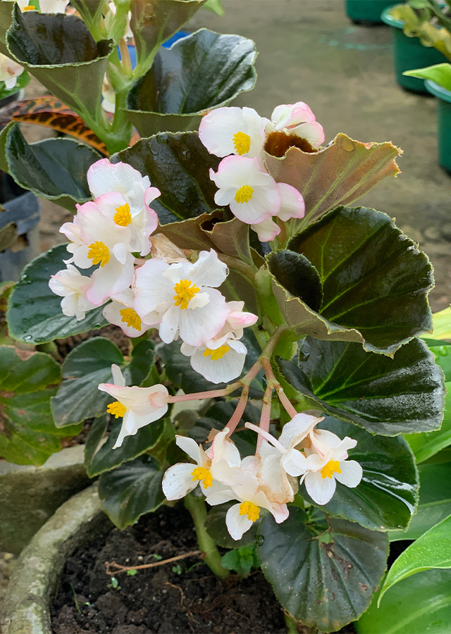 Penyebaran Begonia