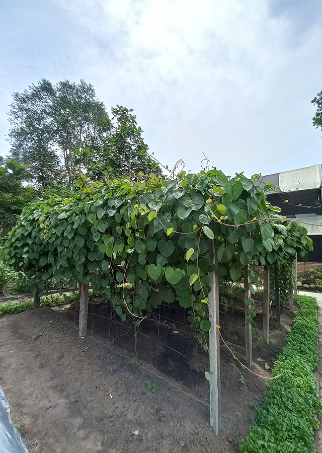 Penyebaran Bidara Upas