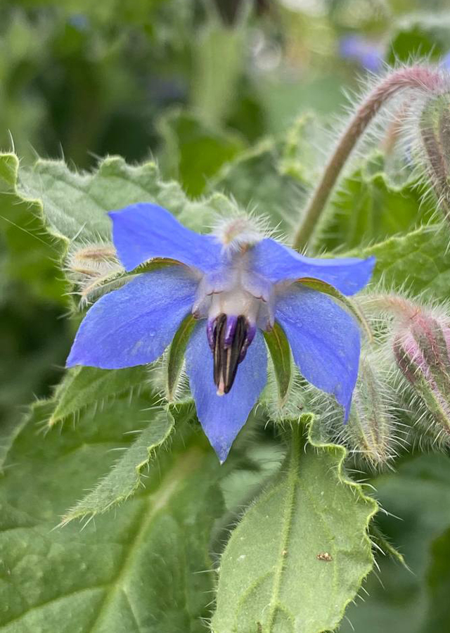 Penyebaran Borage