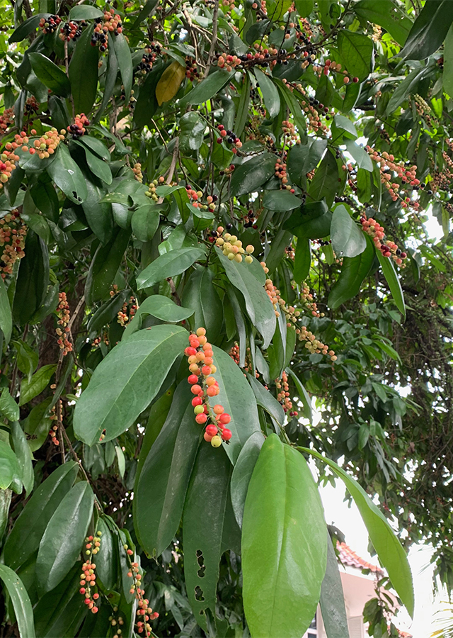 Penyebaran Buah Buni