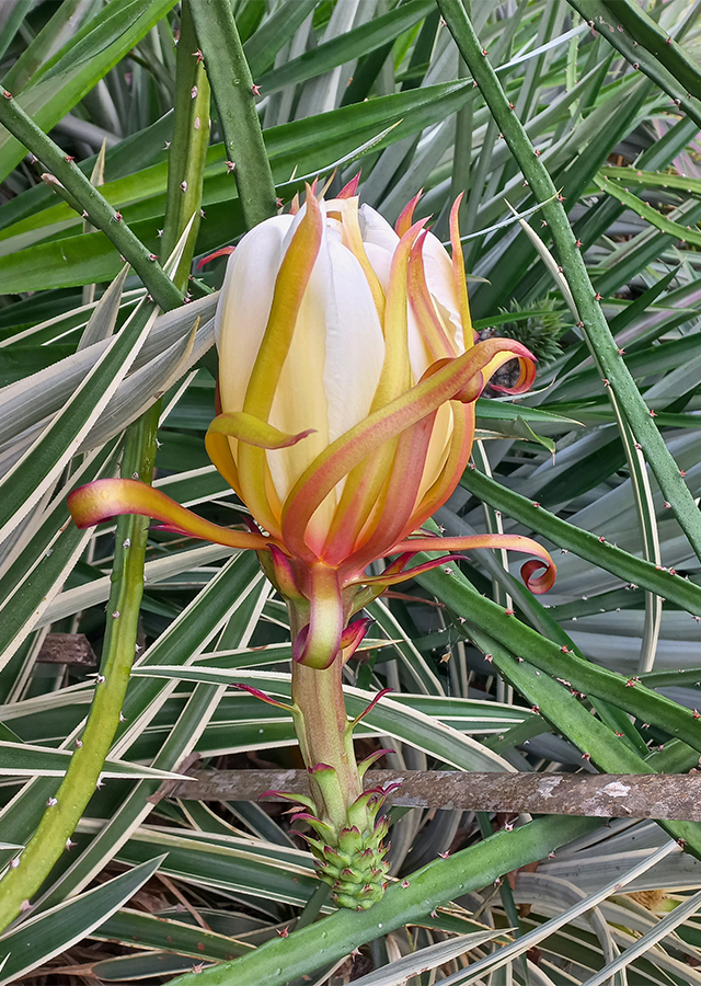 Penyebaran Buah Naga Kuning