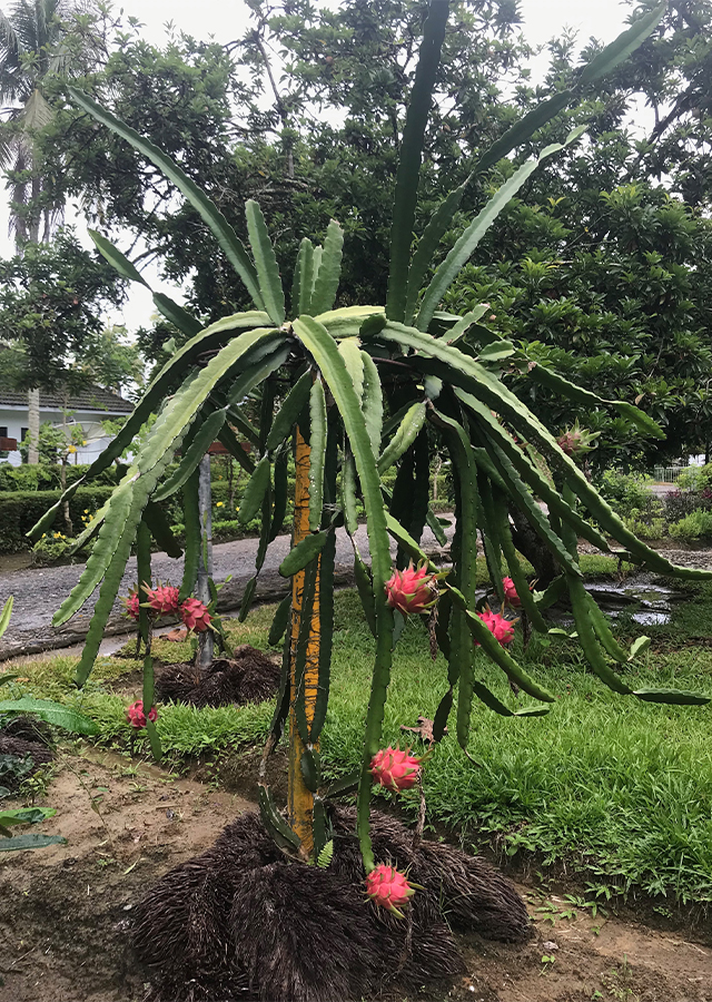 Penyebaran Buah Naga