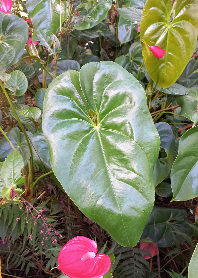 Penyebaran Bunga Anthurium