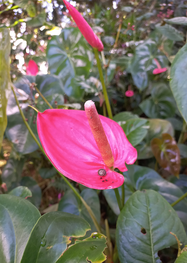 Penyebaran Bunga Anthurium