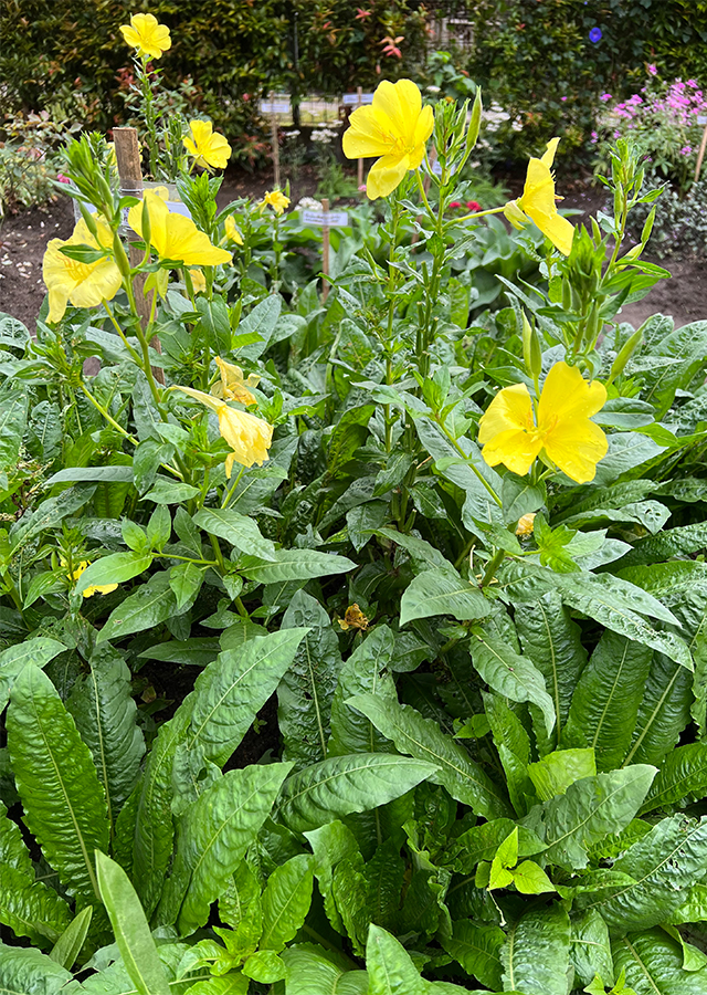 Penyebaran Bunga Evening Primrose