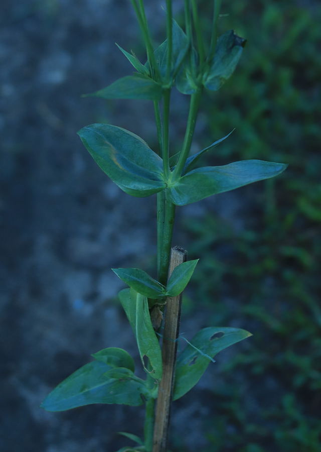 Penyebaran Bunga Lisianthus