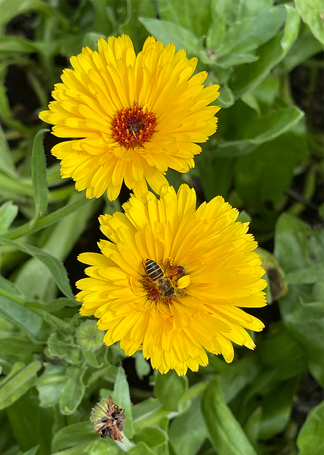 Penyebaran Calendula