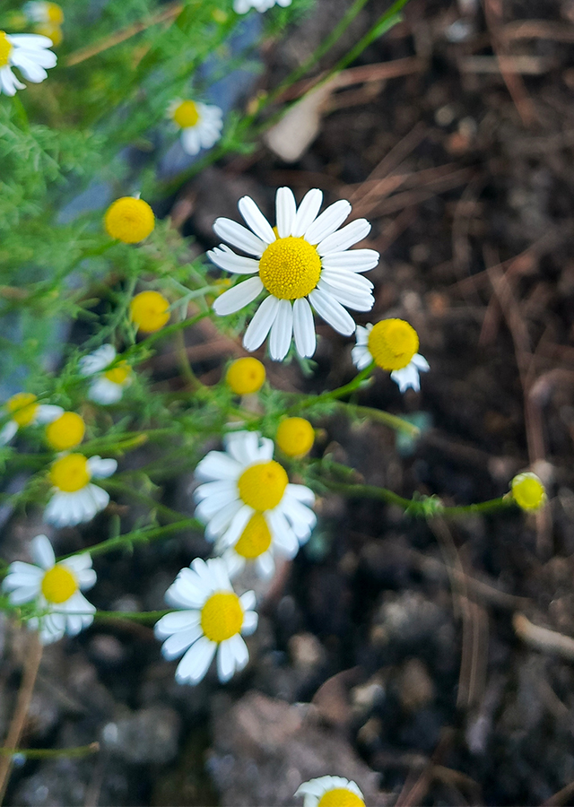 Penyebaran Chamomile