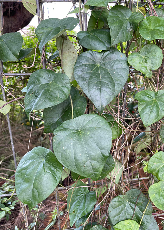 Penyebaran Cincau Hijau Rambat