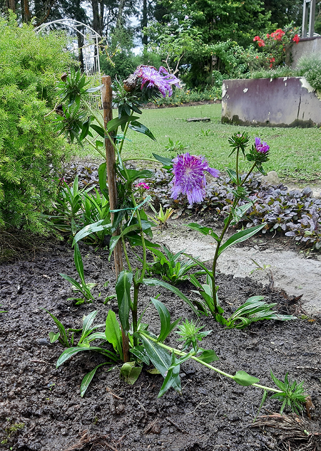 Penyebaran Cornflower