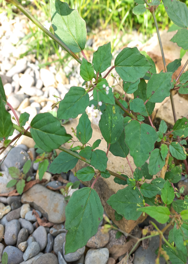 Penyebaran Daun Cakaran Putih