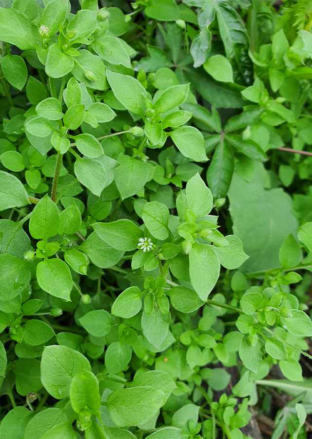 Penyebaran Daun Chickweed