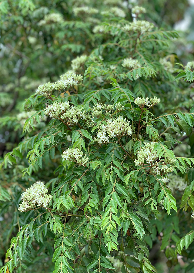 Penyebaran Daun Kari