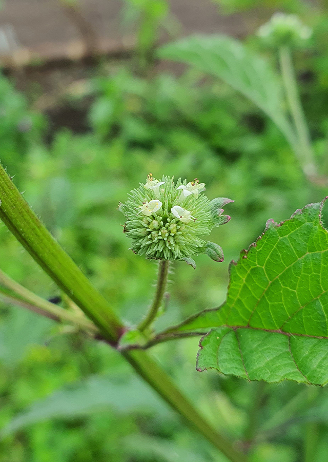 Penyebaran Daun Pusar