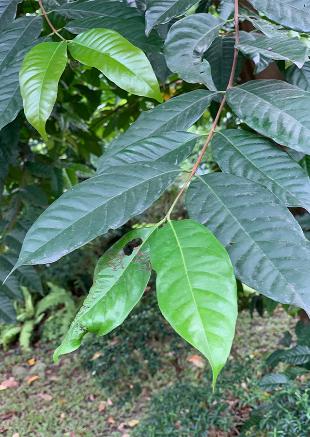 Penyebaran Daun Salam