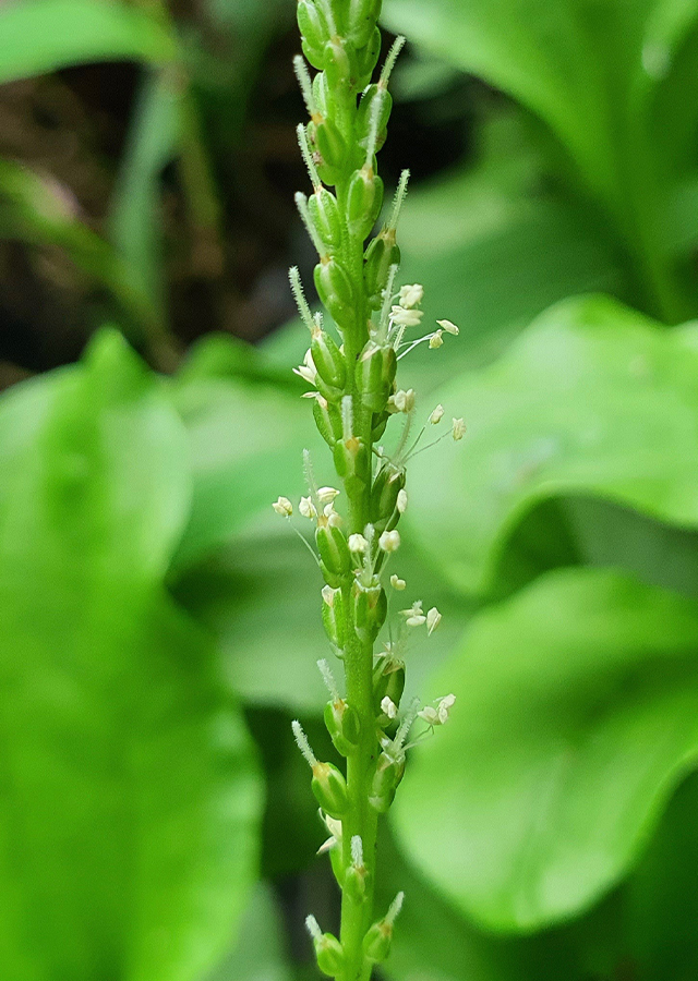 Penyebaran Daun Sendok