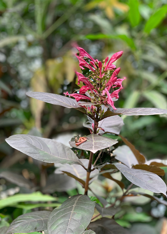 Penyebaran Daun Ungu