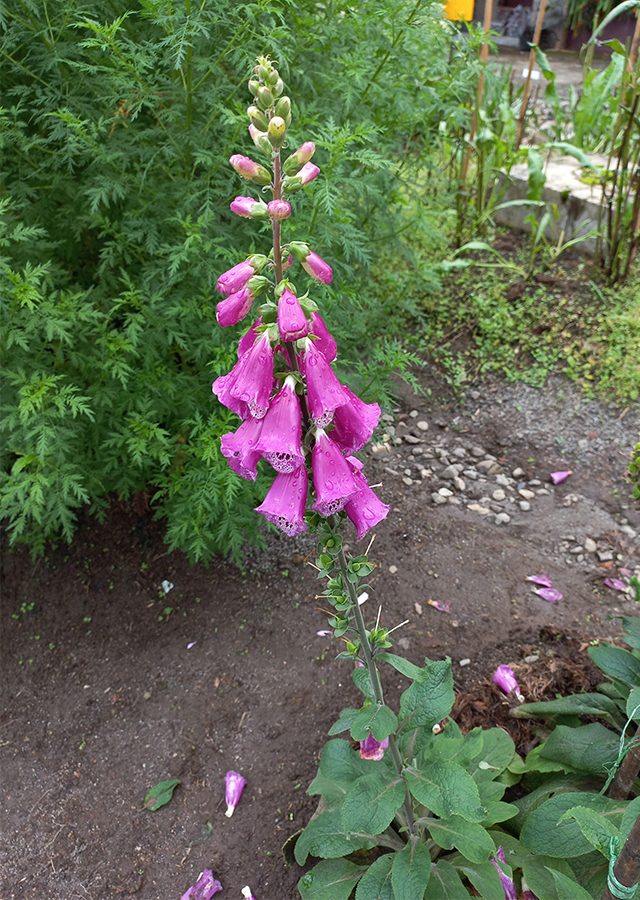 Penyebaran Digitalis