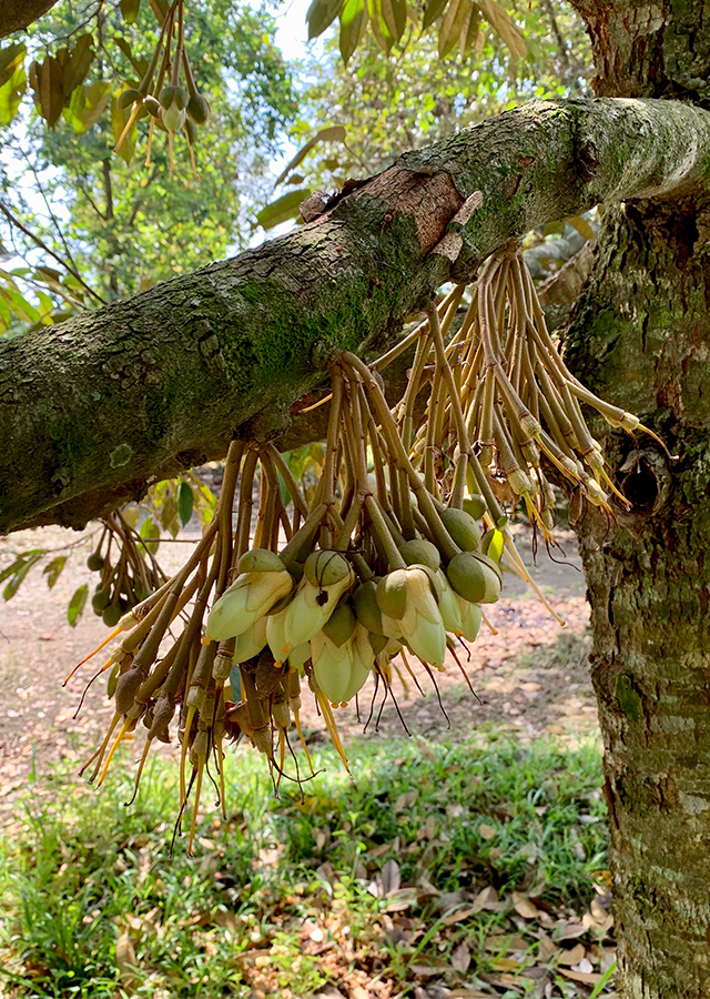 Penyebaran Durian