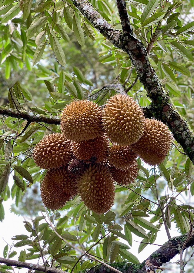 Penyebaran Durian