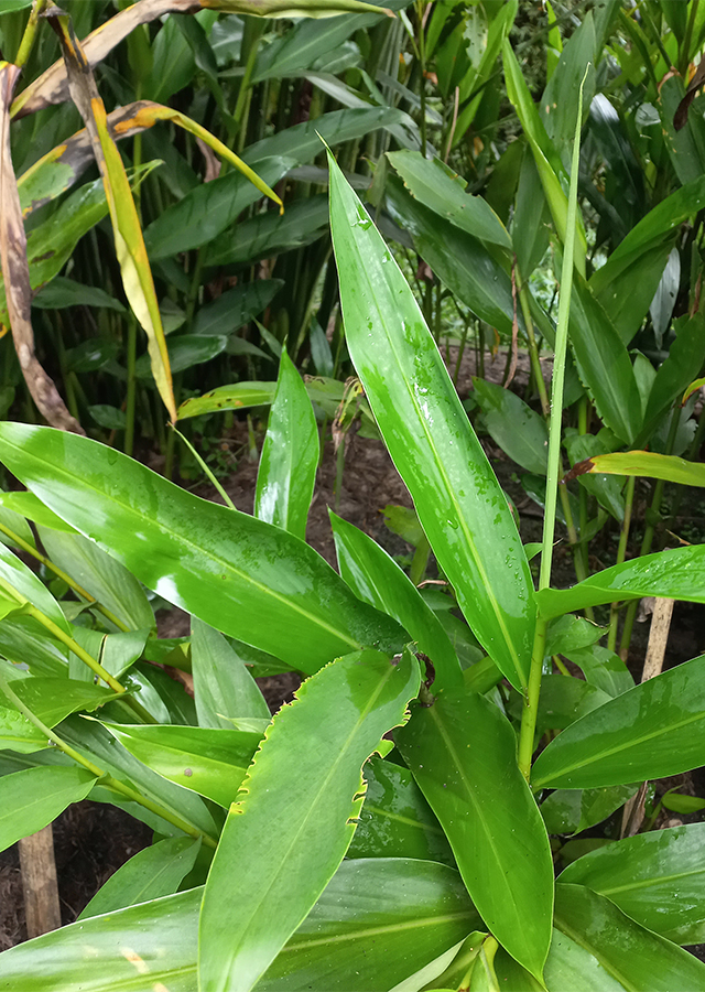 Penyebaran Gandasuli Kuning