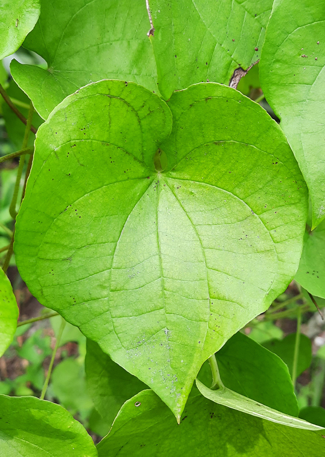 Penyebaran Gembili