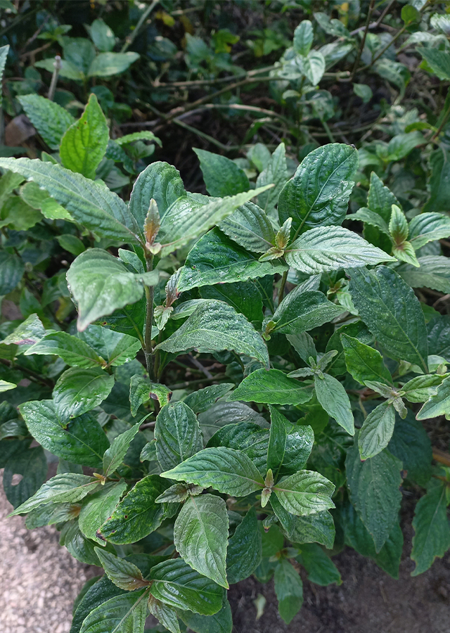 Penyebaran Green Shrimp Plant