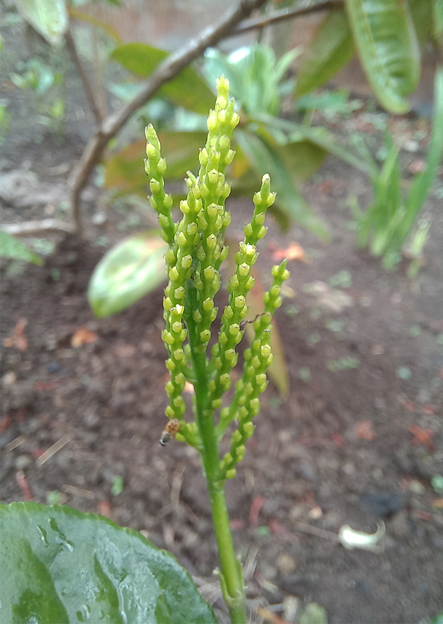 Penyebaran Heuras Tulang