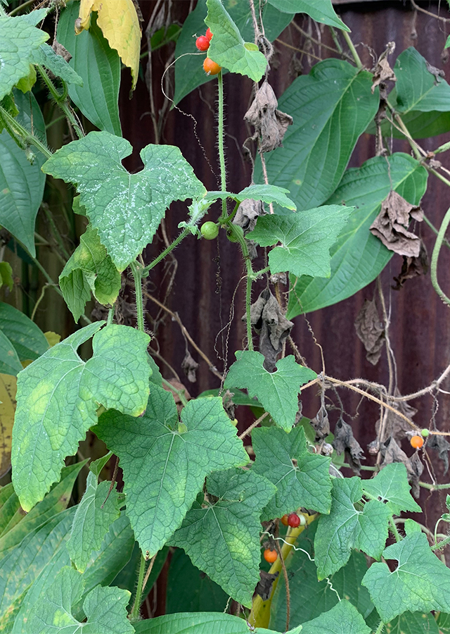 Penyebaran Indian Pumpkins