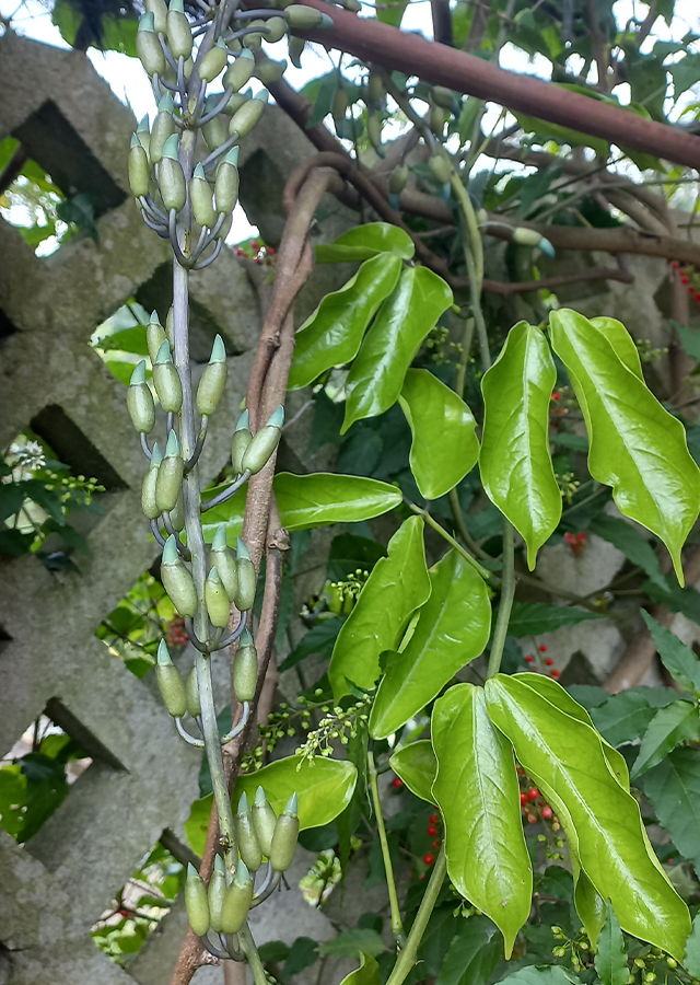 Penyebaran Jade Vine