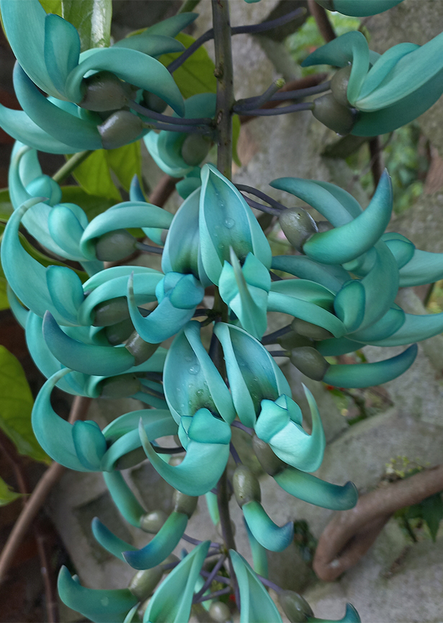 Penyebaran Jade Vine